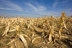 Crop Damage Survey Team Formed